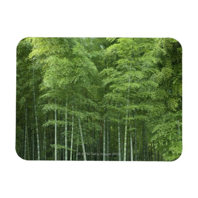 Íman Floresta Bamboo (Horizontal)