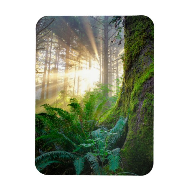 Íman Floresta da Costa Pacífica, Oregon (Vertical)