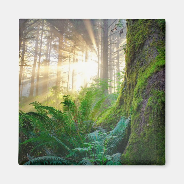 Íman Floresta da Costa Pacífica, Oregon (Frente)