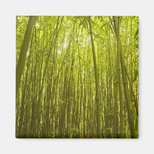 Íman Floresta de Bamboo perto de Waikamoi Ridge Trail, 