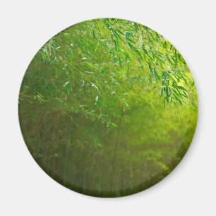 Íman Floresta de bambu