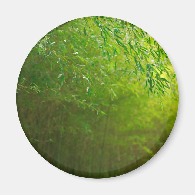 Íman Floresta de bambu (Frente)