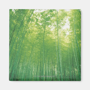 Íman Floresta de bambu 2