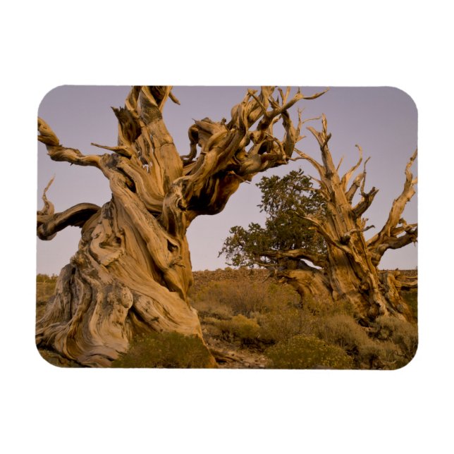 Íman Floresta de Bristlecone Antiga, Montanhas Brancas, (Horizontal)