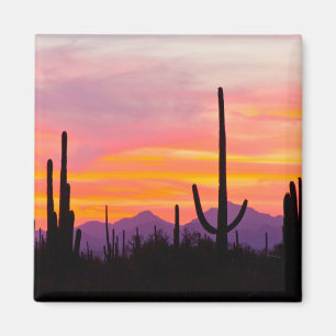 Íman Floresta de Cactus Saguaro ao Pôr do Sol