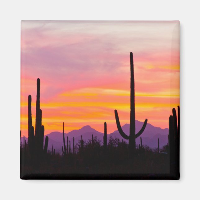 Íman Floresta de Cactus Saguaro ao Pôr do Sol (Frente)