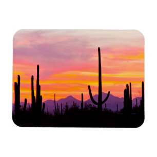 Íman Floresta de Cactus Saguaro ao Pôr do Sol