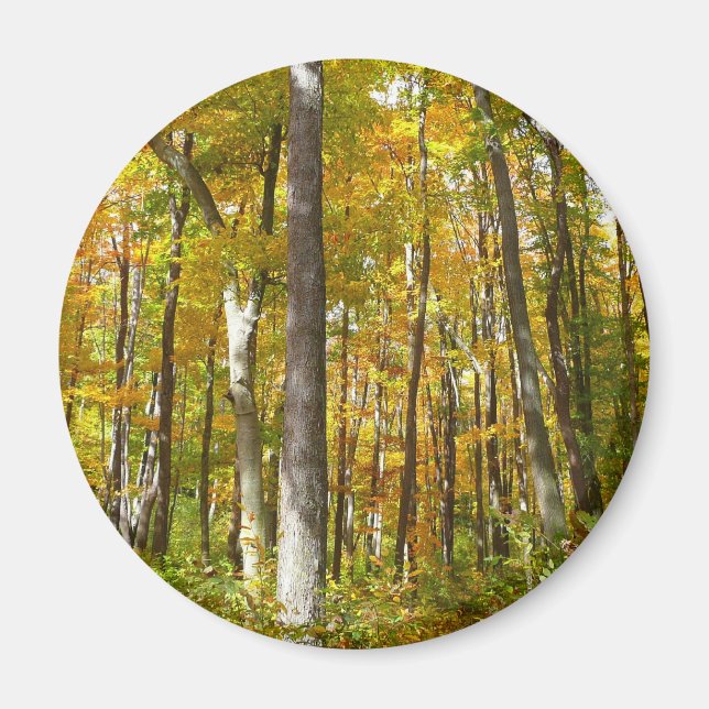 Íman Floresta de Folhas Amarelas Paisagem de Outono (Frente)