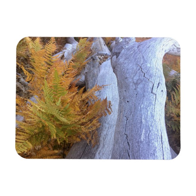 Íman Floresta de outono (Horizontal)