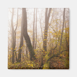 Íman Floresta de Outono Atmosférica na Névoa, foto