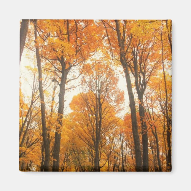 Íman Floresta de Outono Laranja (Frente)