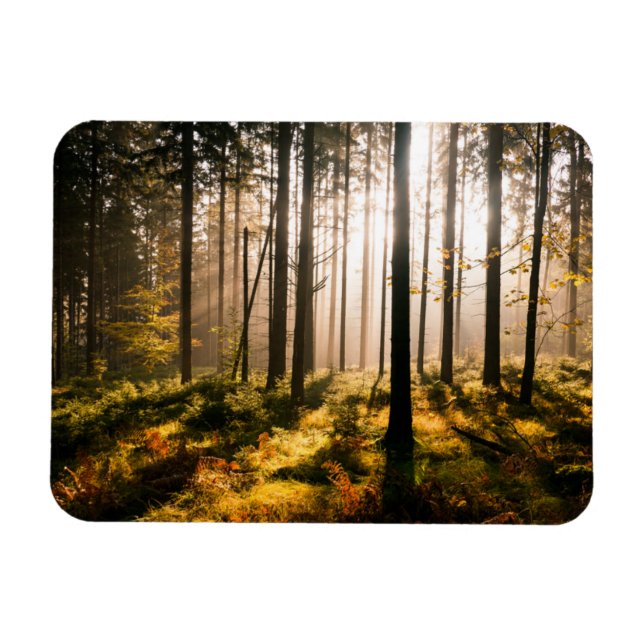 Íman Floresta de Queda com Raios Solares (Horizontal)