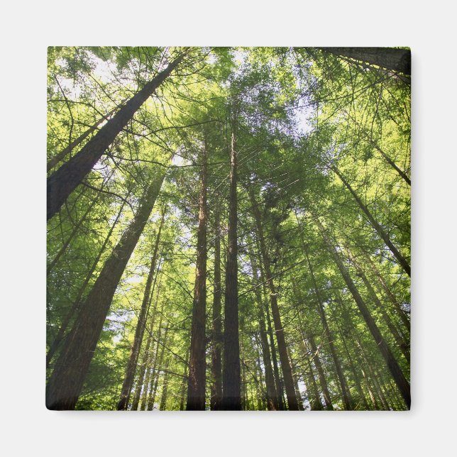 Íman Floresta de Redwood, Rotorua, Nova Zelândia (Frente)