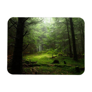 Íman Floresta de Sterious