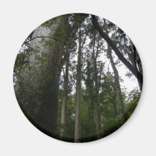 Íman Floresta do Kauri