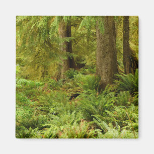 Íman Floresta e Ferns Expurgados Eco-a State Park, Or