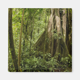 Íman Floresta em nuvem, Bosque de Paz, Costa Rica