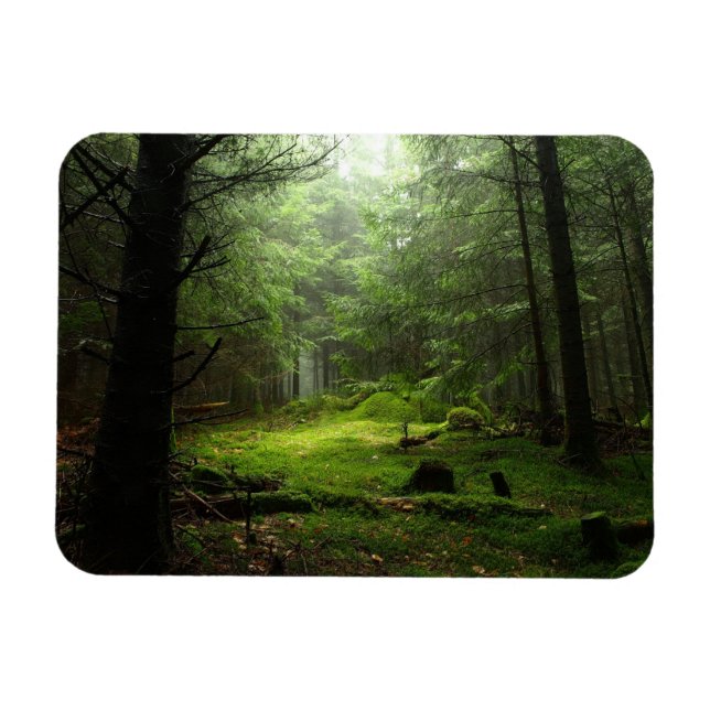Íman Floresta Estérica (Horizontal)