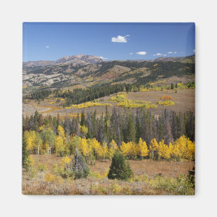Íman Floresta Nacional de Bridger-Teton