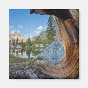 Íman Floresta Nacional de Inyo, Califórnia