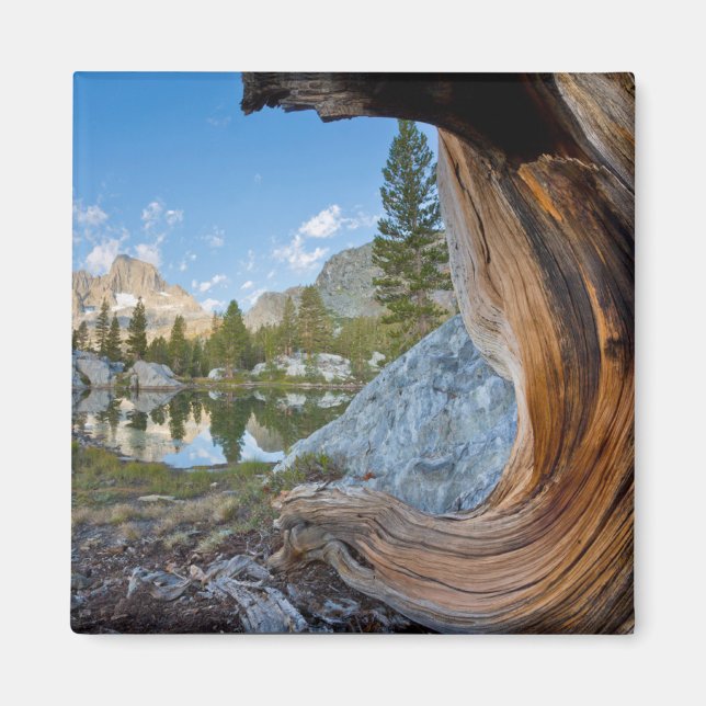 Íman Floresta Nacional de Inyo, Califórnia (Frente)