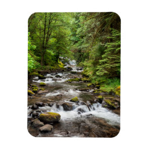 Íman Floresta Nacional Siuslaw   Sweet Creek