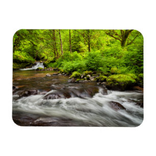 Íman Floresta Nacional Siuslaw, Sweet Creek, Oregon