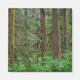 Íman Floresta Nacional Willamette Oregon
