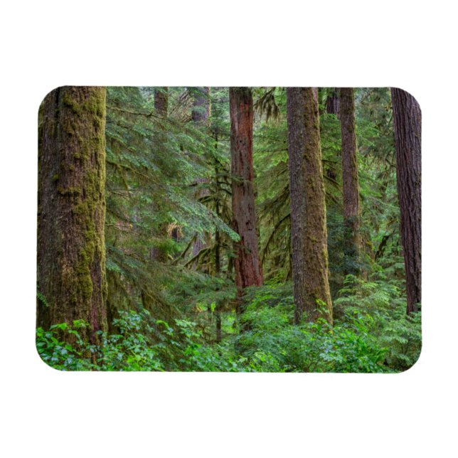Íman Floresta Nacional Willamette | Oregon (Horizontal)