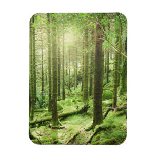 Íman Floresta no Kerry do parque nacional   de