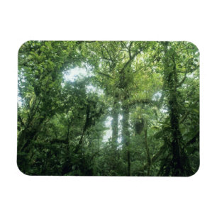Íman Floresta Nubosa de Monteverde, Costa Rica.