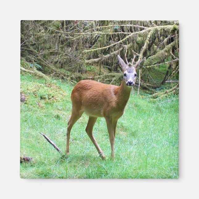 Íman Floresta Serena Gentil Galhada de Veado Campo Pací (Frente)