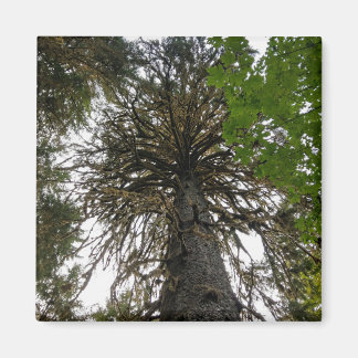 Íman floresta tropical