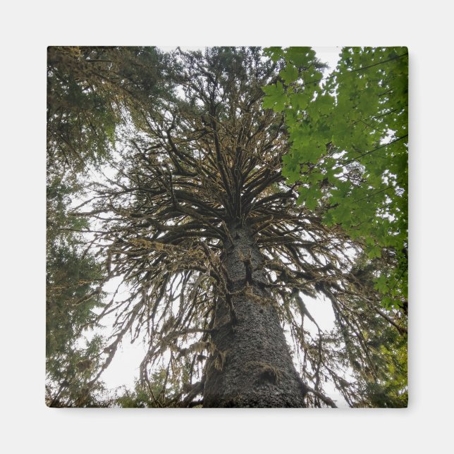 Íman floresta tropical (Frente)