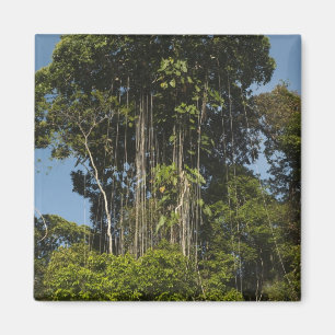 Íman Floresta tropical à beira do rio Rewa, Guiana