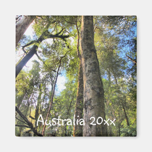Íman Floresta Tropical Australiana Eucalyptus Gum Trees (Frente)