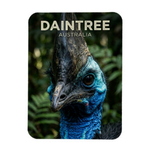 Íman Floresta Tropical Daintree Austrália
