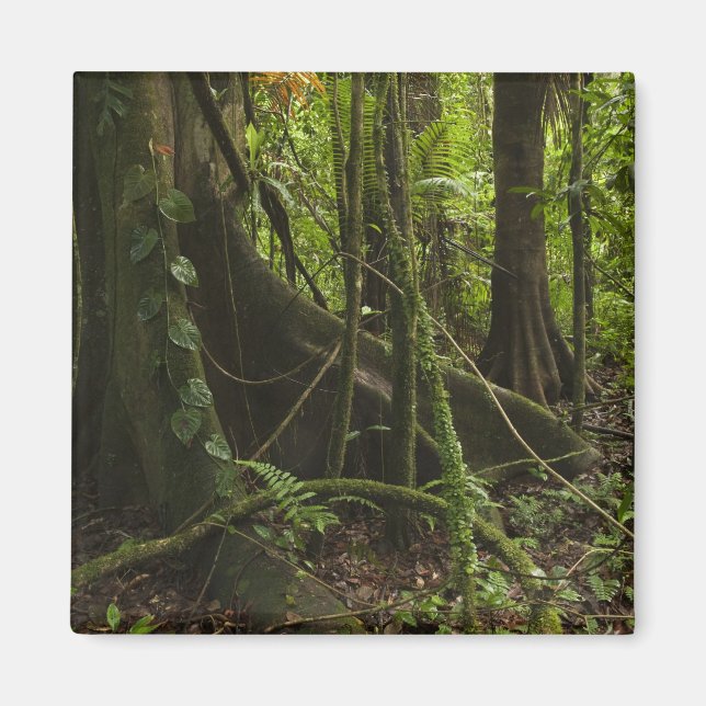 Íman Floresta tropical, Rio Mapari Norte Rupununi, (Frente)