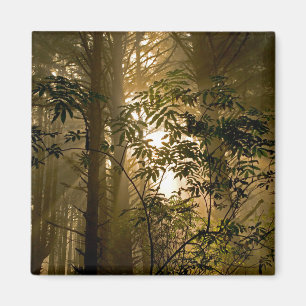 Íman Floresta Verde Costa do Oregon
