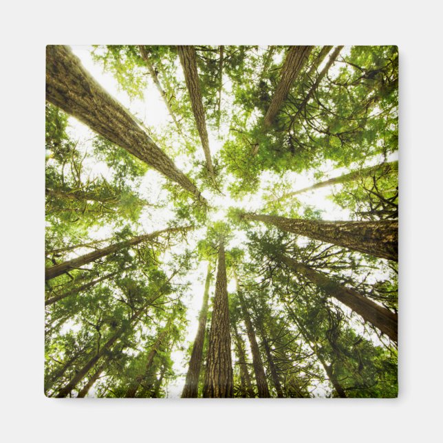 Íman Floresta Verde Esmagadora (Frente)