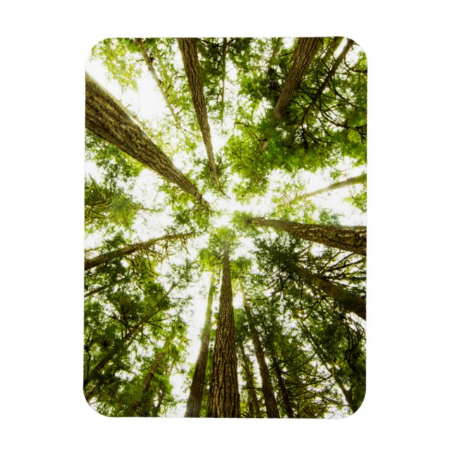 Íman Floresta Verde Esmagadora (Vertical)