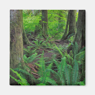 Íman Floresta Verde Exuberante Cênica