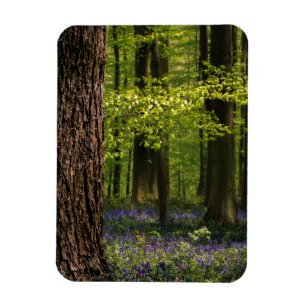 Íman Florestas   Bluebells na Bélgica