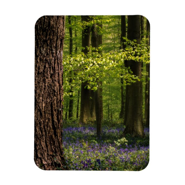 Íman Florestas | Bluebells na Bélgica (Vertical)