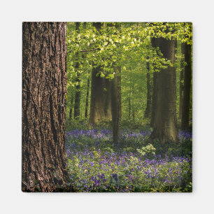 Íman Florestas Bluebells na Bélgica