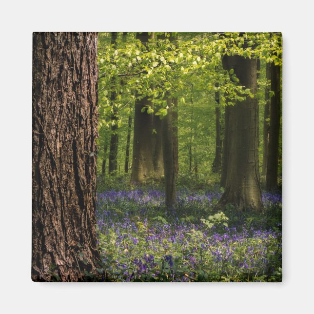 Íman Florestas | Bluebells na Bélgica (Frente)