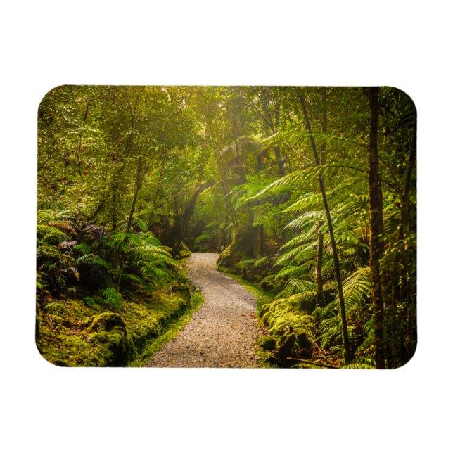 Íman Florestas | Caminho Para A Floresta (Horizontal)