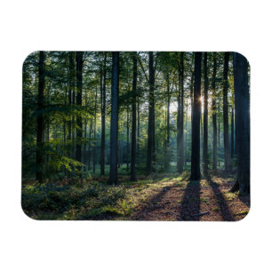 Íman Florestas   Floresta Negra Alemanha