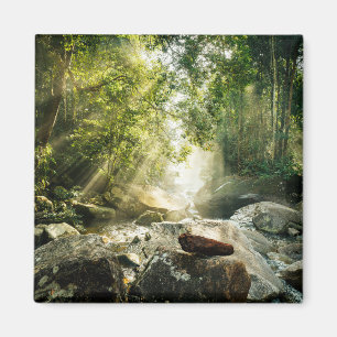 Íman Florestas Floresta Tropical Selva