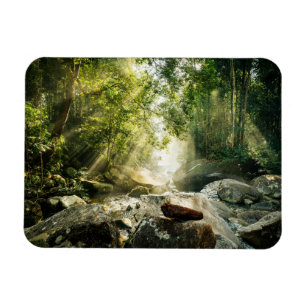 Íman Florestas   Floresta Tropical Selva